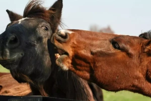 ویدیو زبان بدن اسب | تشخیص حالات اسب با توجه به حرکات بدن