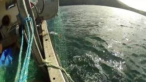 ویدیو ماهیگیری با تور گوشگیر | صید زغال ماهی