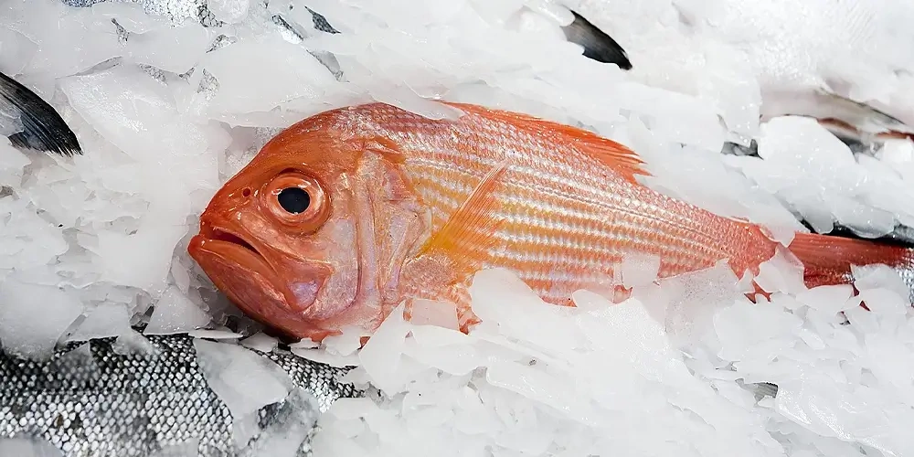راهنمای انتخاب و خرید ماهی باکیفیت؛ چگونه بهترین ماهی بازار را انتخاب کنیم؟