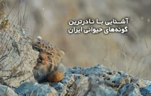 آشنایی با نادرترین گونه های حیوانی ایران