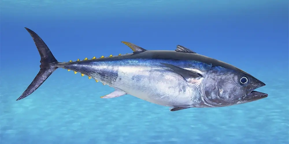 1. ماهی تن بلوفین (Bluefin Tuna) | ماهیگیری چیست؟