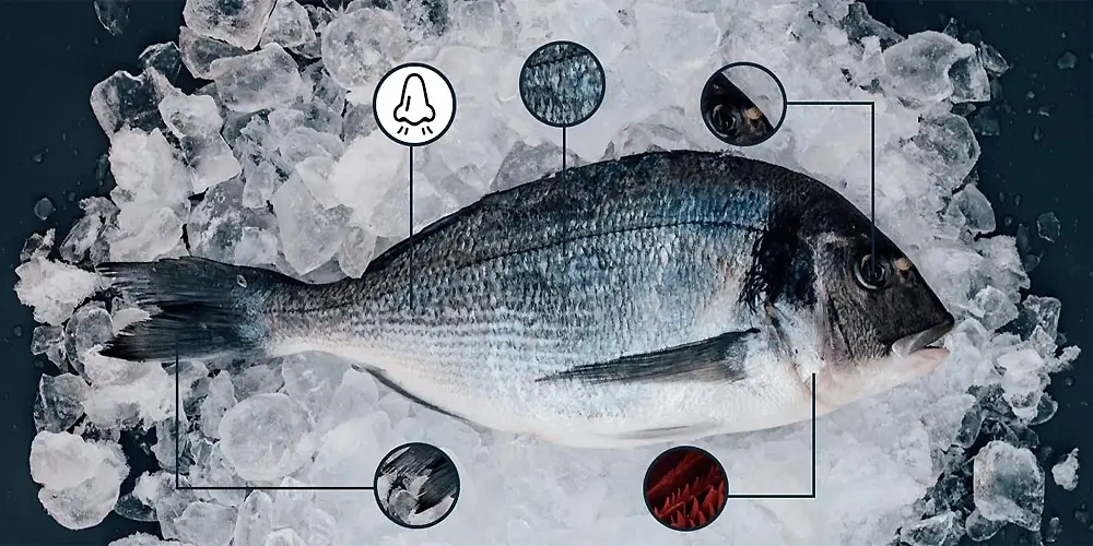 ماهی تازه چه ویژگی‌هایی دارد؟؛ در هنگام انتخاب ماهی با کیفیت چه مواردی را در نظر بگیریم؟