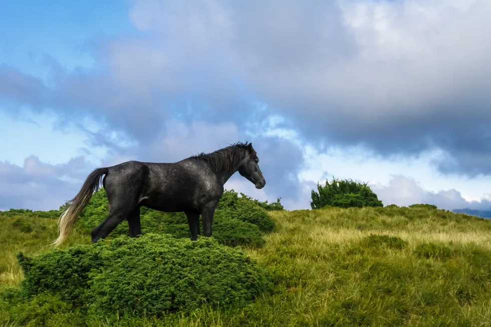 انواع نژاد اسب | خصوصیات نژاد اسب مارواری