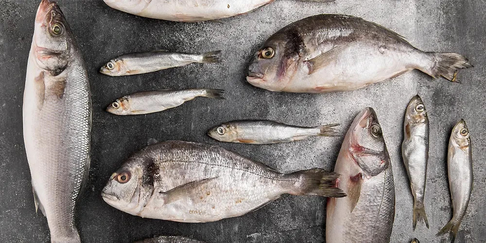 انواع ماهی جنوب ایران | آشنایی با خصوصیات ظاهری و روش طبخ آنها