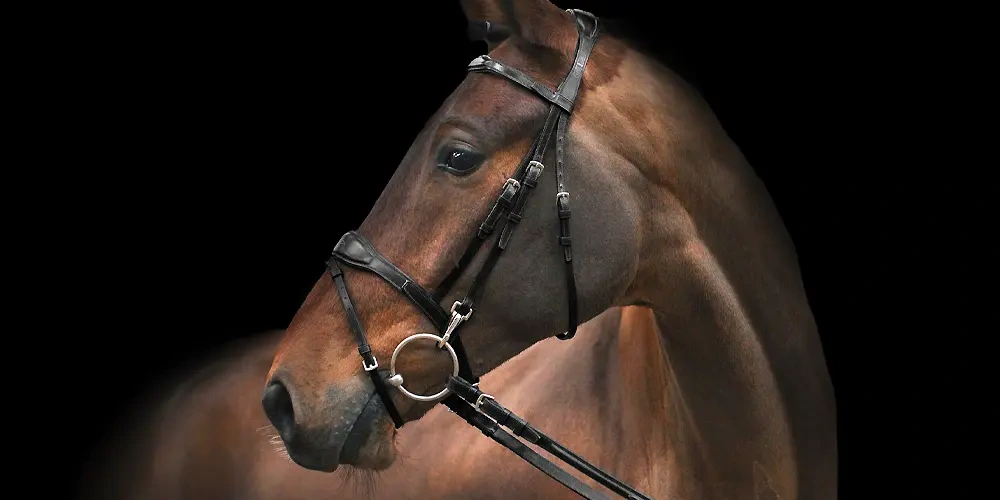 دهنه اسب (Horse Bridle)، لگام (Bridle)، افسار ( Reins) | تجهیزات اسب سواری