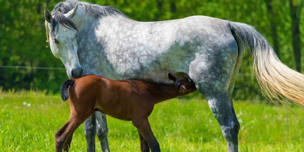 یک اسب در هر بار زایمان چند نوزاد می‌تواند داشته باشد؟