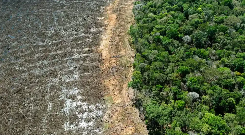 70 واقعیت در مورد جنگل زدایی 