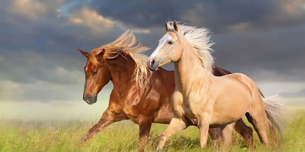 تایپ بدن اسب ها |  اسب و اسب سواری