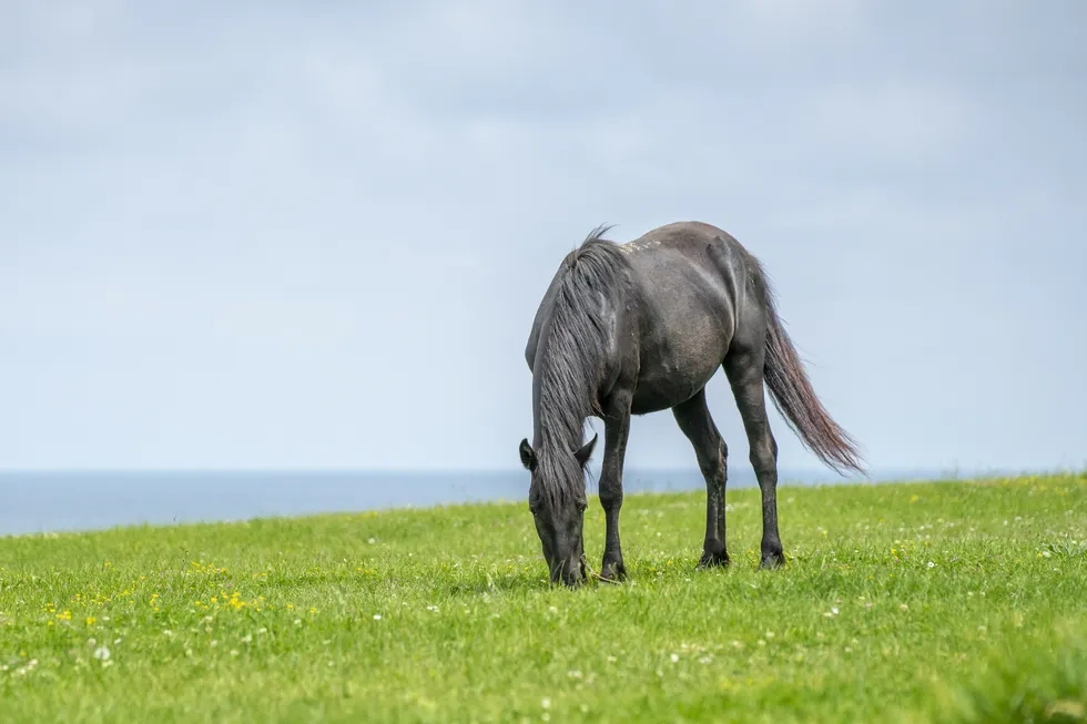 انواع نژاد اسب | خصوصیات نژاد اسب جیپسی