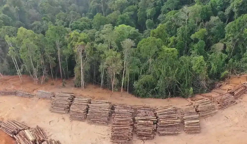 اثرات جنگل زدایی در جنگل‌های آمازون