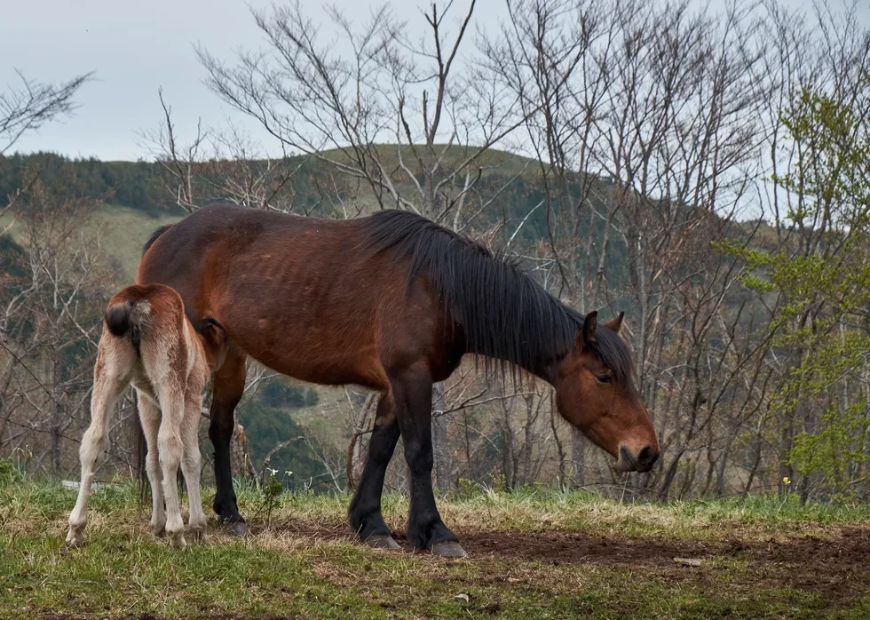 انواع نژاد اسب | مشخصات نژاد اسب میسوری فوکوس تروتر