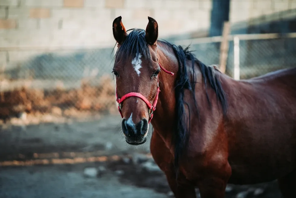انواع نژاد اسب | خصوصیات نژاد اسب سدل برد آمریکا