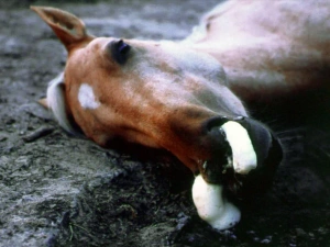 ویدیو بیماری های اسب | 10 بیماری شایع اسب که شما لازم است بدانید