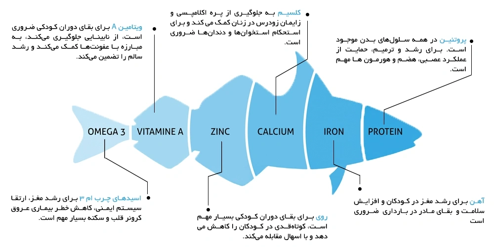 خواص ماهی؛ خوردن ماهی چه فوایدی دارد؟ | انتخاب ماهی با کیفیت