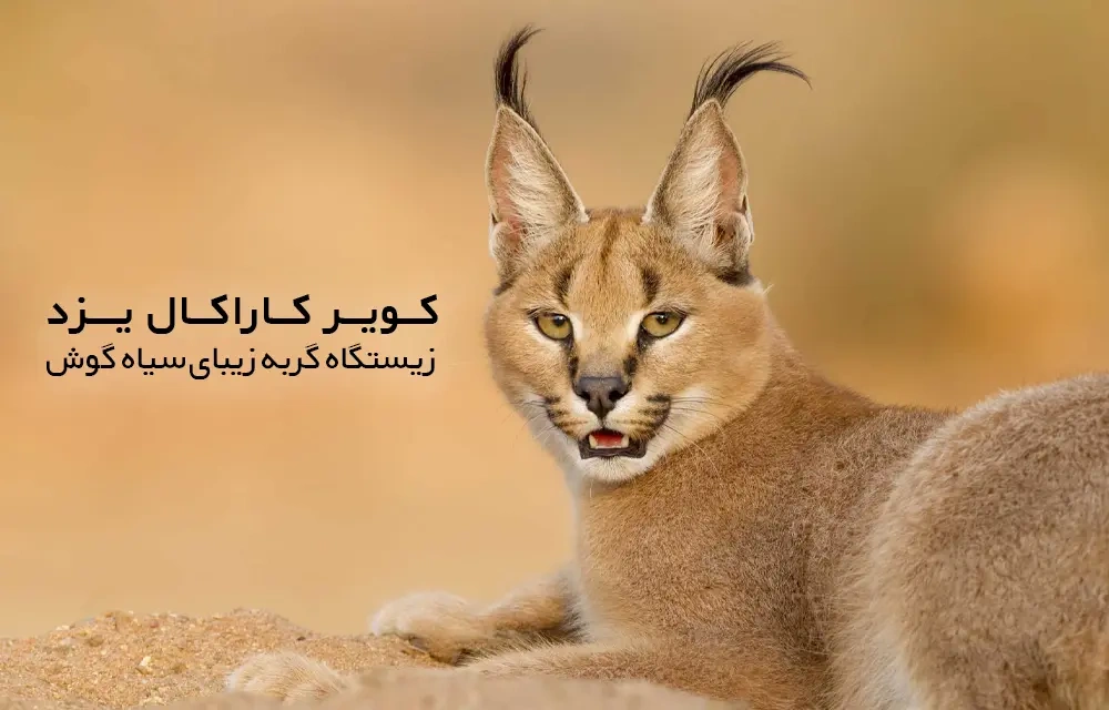 کویر کاراکال یزد | زیستگاه گربه زیبای سیاه گوش