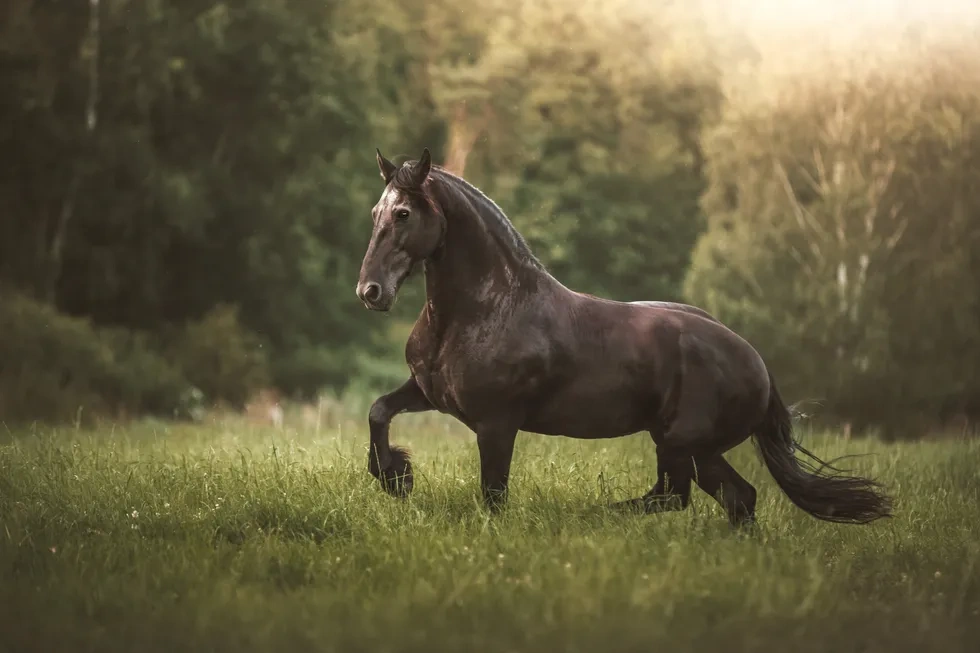 انواع نژاد اسب | خصوصیات نژاد اسب الدنبورگ