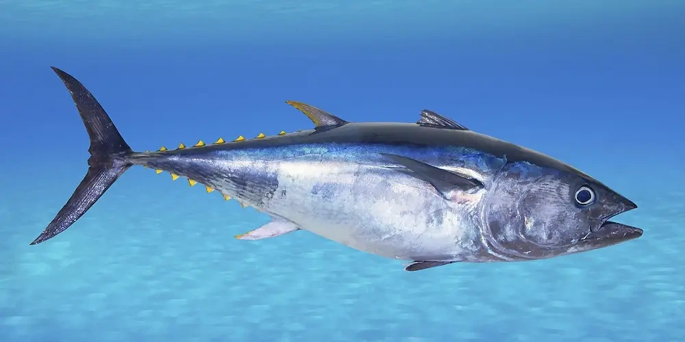 ماهی هوور یا تن(Longtail tuna) | ماهیگیری چیست؟