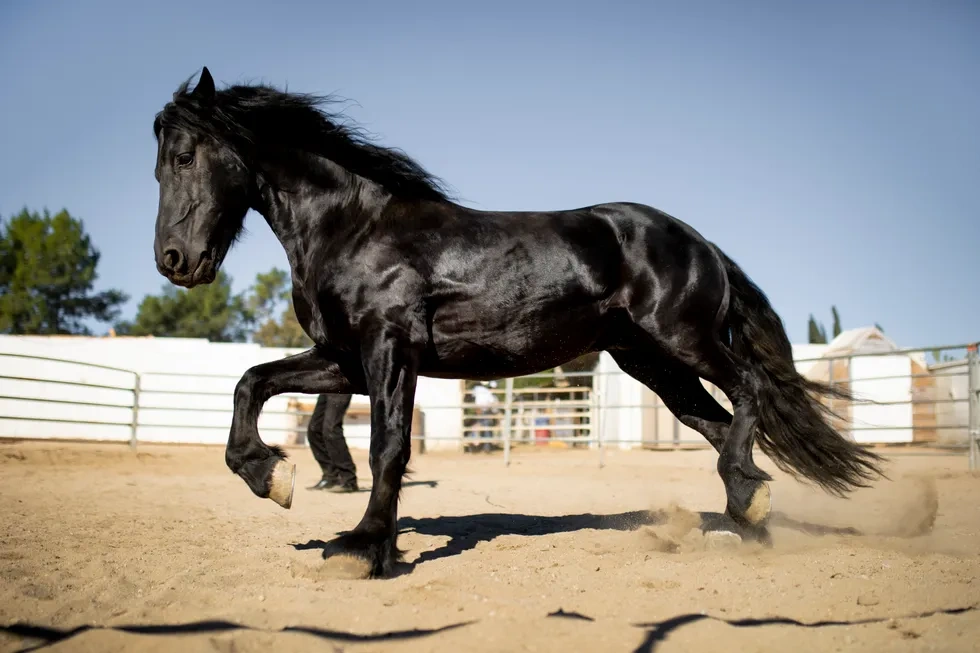 انواع نژاد اسب | مشخصات نژاد اسب عربی