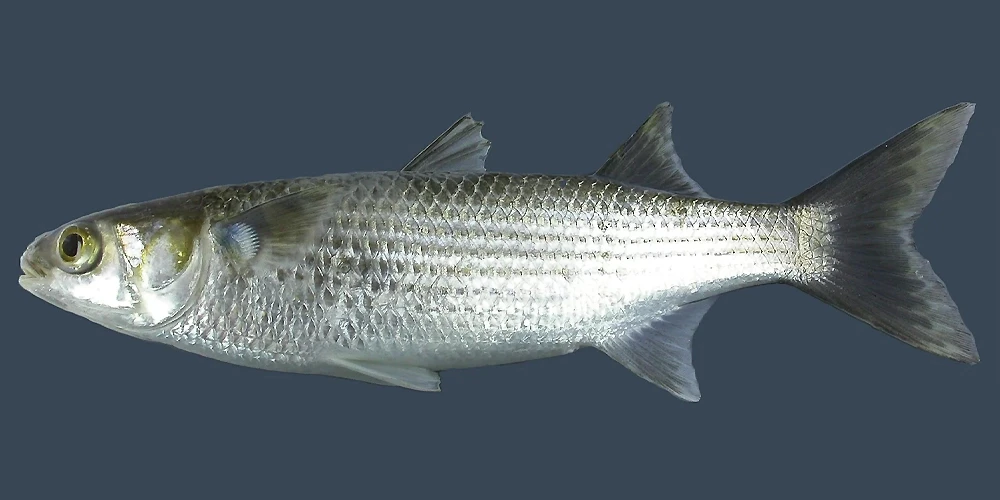 ماهی بیاح یا کفال ماهی (Mugil cephalus)