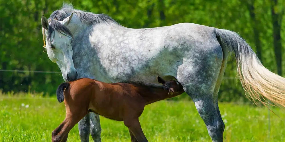دوره آبستنی و وضع حمل |  اسب و اسب سواری