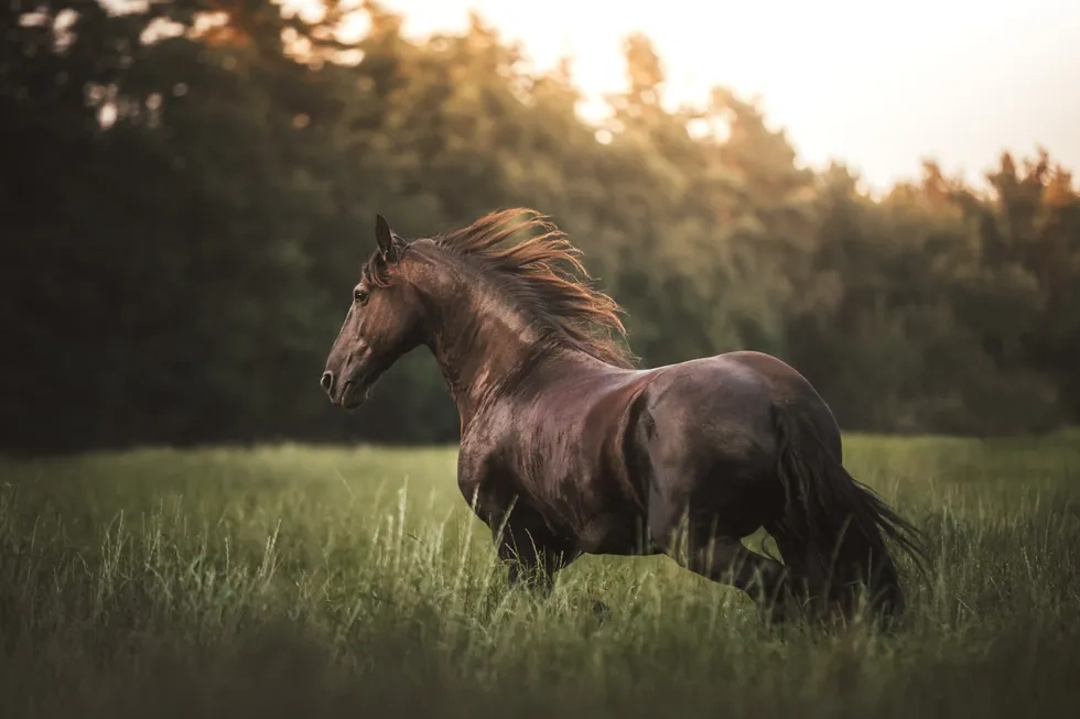 انواع نژاد اسب | خصوصیات نژاد اسب کاتیاواری