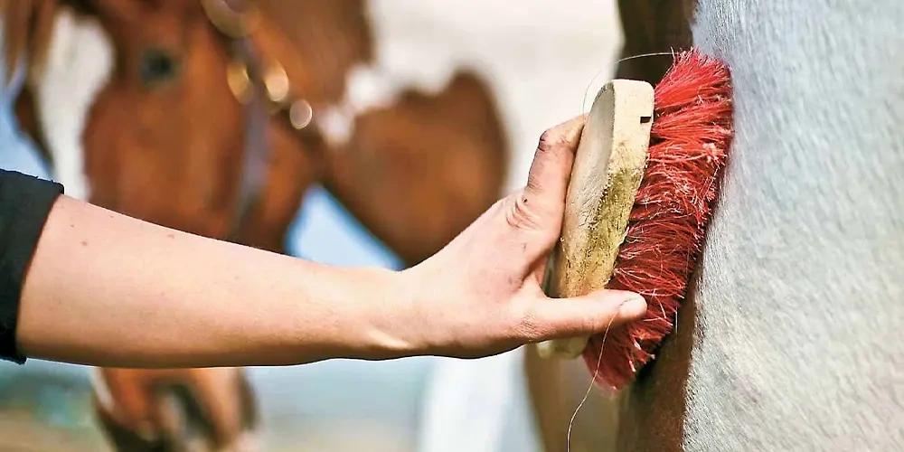 1. نظافت و تیمار اسب یک کار طبیعی برای اسب محسوب می‌شود