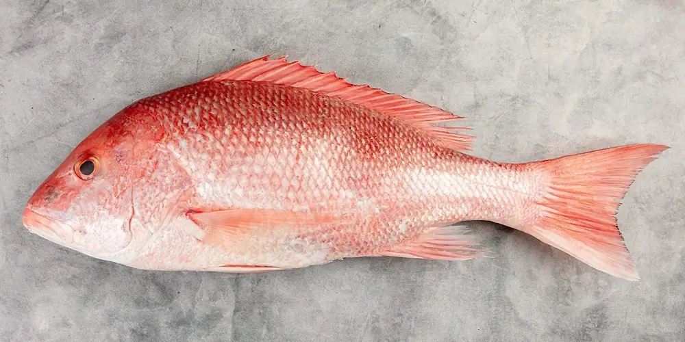 ماهی سرخو | ماهی‌های خوراکی در ایران