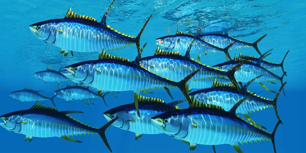 4. جزیره سیسیل؛ بهترین مکان های ماهیگیری در دنیا 