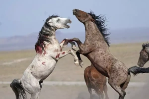 ویدیو اسب های وحشی | قدرتمندترین نژاد اسب در صحرا