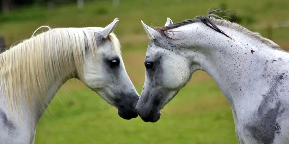 انتخاب نژاد برای پرورش |  اسب و اسب سواری