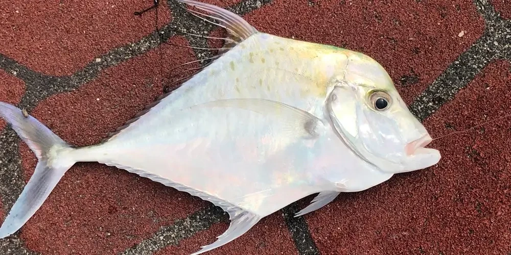 ماهی جش سفید؛ انواع ماهی ایران