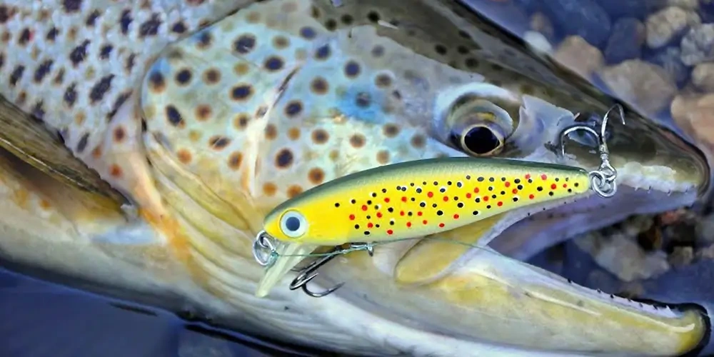 کدام رنگ‌ها، ماهی قزل آلای رنگین کمان را بیشتر جذب می‌کند؟