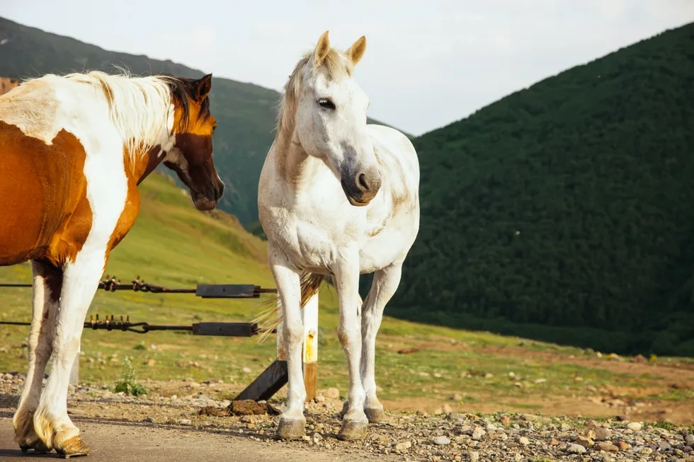 انواع نژاد اسب | مشخصات نژاد اسب چناران