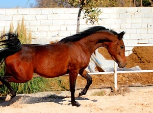 فروش اسب عرب خالص ایرانی | مادیان 2.5 ساله