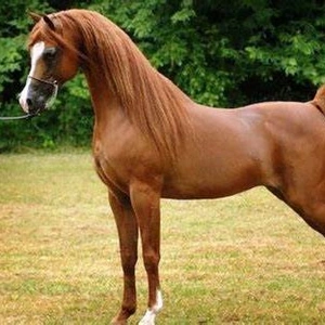 فروش اسب مادیان نژاد ترکمن