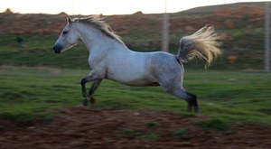 خرید اسب خالص ایرانی عرب مادیان