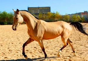 فروش اسب ترکمن سمند طلایی مادیان | 3.5 ساله