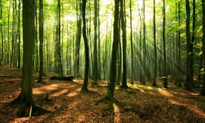تور پاییز هزار رنگ جنگل های مرسی سی (جنگل های راش) | ویژه 19 آبان