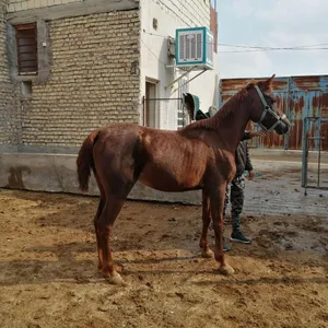 فروش اسب مادیان نژاد عرب