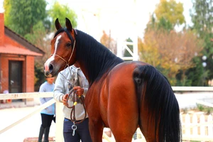فروش اسب سیلمی عرب مصری