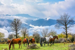 تور به جنگل رویایی الیمستان