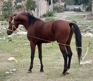 فروش کره اسب دوسال نژاد ترکمن مخصوص سوارکاری