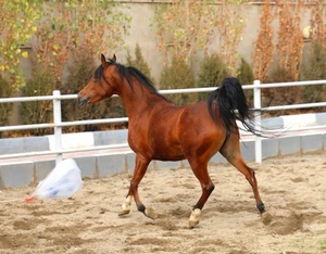 فروش اسب عرب کورسی