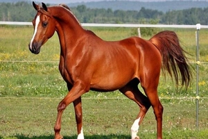 فروش اسب نریون عرب ایرانی