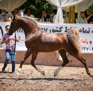 باشگاه سوارکاری اسب سفید شیرازیش