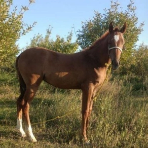 فروش اسب مادیان نژاد ترکمن | شیروان