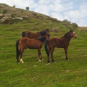 فروش اسب نژاد کرد 2 ساله | ایلام