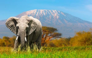 تور 10 روزه سفر به حیات وحش بکر آفریقا و کنیا(نایروبی، نایواشا، ماسای مارا، مومباسا)